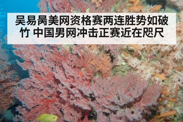 吴易昺美网资格赛两连胜势如破竹 中国男网冲击正赛近在咫尺